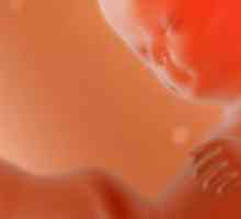 11TH седмица на бременността - промяна в тялото и за плода на жената