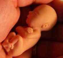 12 Седмици от бременността - промени в организма на бъдещата майка и бебето