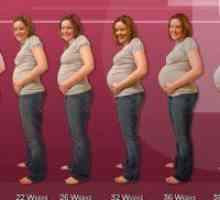 35 Седмици бременни: корем