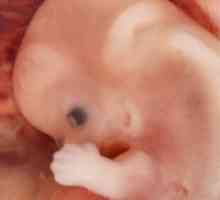 9 Седмици от бременността: особености на развитието на детето