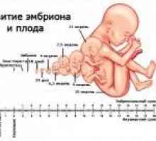 Акушеро и фетални етапи на бременността