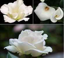Бели цветя със собствените си ръце от различни материали