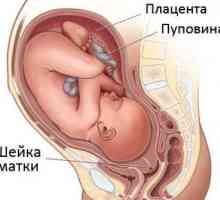 Дължината на шийката на матката по време на бременност седмица по седмица