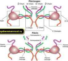 Фибриноген по време на бременност