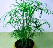Снимки видове tsiperusa, домашни грижи за растенията