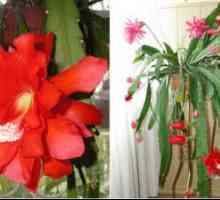 Снимки видове Epiphyllum, домашни грижи за кактус