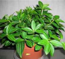 Снимки видове peperomiya, домашни грижи за растенията