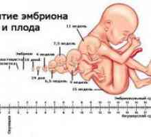 Календар на бременността: развитие на плода на различни етапи