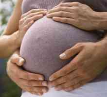 Когато коремът започва да расте по време на бременност?
