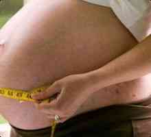 Когато бременността корема започва да расте?
