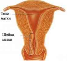 Маточната дължина по време на бременност