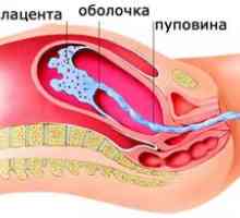 Нормалната дебелина на плацентата по време на бременност