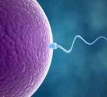 Торене: пътят на сперматозоидите до яйцеклетката