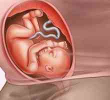 Fetus 25 седмица от бременността
