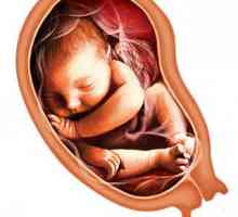 Fetus 35 седмица от бременността