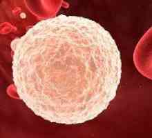 Брой Повишени на белите кръвни клетки при деца: причини и лечение