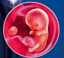 Размерите на ембриона и риска от сърдечно-съдови заболявания, свързани!