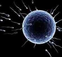 Колко живи сперматозоиди и това се отразява на живота си