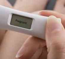 Вероятността за бременност по време, преди и след менструация
