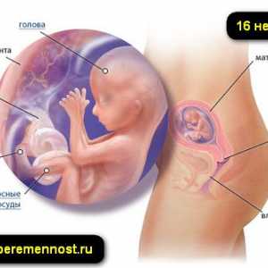 16 Седмици на бременността