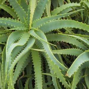 Aloe - много добро средство за лечение на ринит при деца