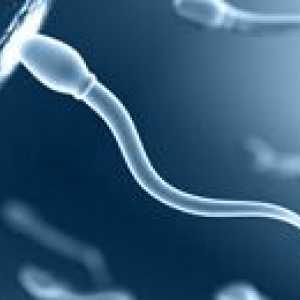 Сперматозоидите spermogramma анализ