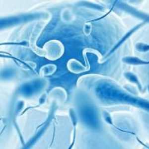 Астенозооспермия и бременност