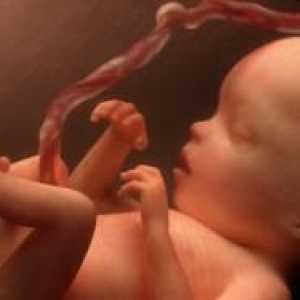 Бременност 29 седмици - Развитие на ембриона