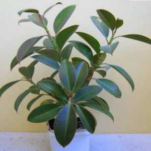 Фото сортове `robusta`, Ficus домашни грижи