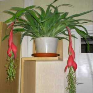 Снимки видове Billbergia, домашни грижи за растенията