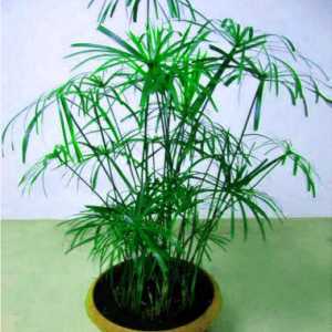Снимки видове tsiperusa, домашни грижи за растенията