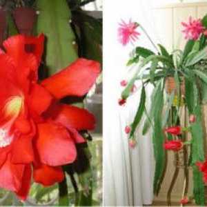 Снимки видове Epiphyllum, домашни грижи за кактус