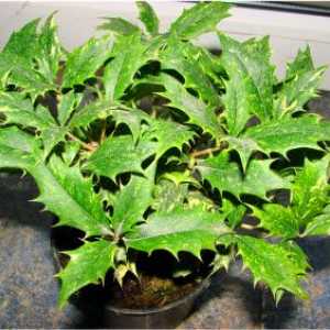 Фото видове османтус, домашни грижи за растенията