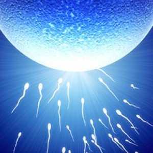 Как да получите тест за левкоцити в анализа на сперма?