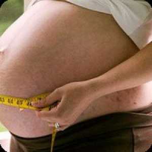 Когато бременността корема започва да расте?