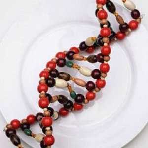 Нутригеномика и nutrigenetika: взаимно влияние на храната и човешкия геном