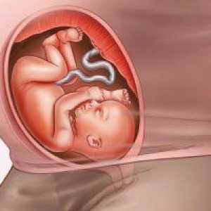 Fetus 25 седмица от бременността