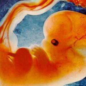 Феталното развитие на 6 седмици от бременността
