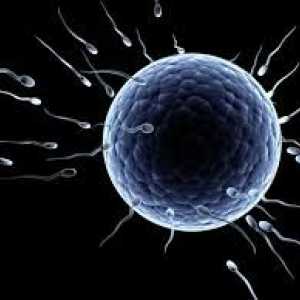 Колко живи сперматозоиди и това се отразява на живота си