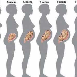 Таблица плода от седмица от бременността