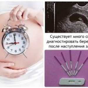 HCG и скоростта на бременност