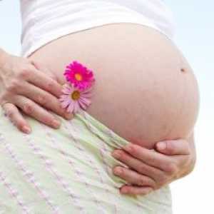 Разпределение на бременност